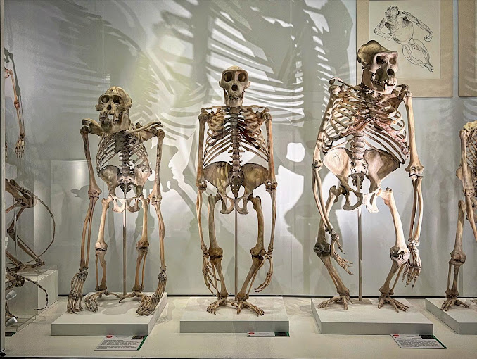 Cambridge University Museum of Zoology Travel | Museums