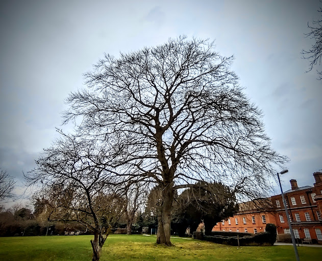 Chelsfield Park Hospital Logo