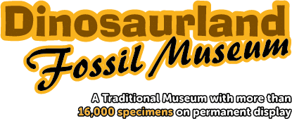 Dinosaurland Fossil Museum|Museums|Travel