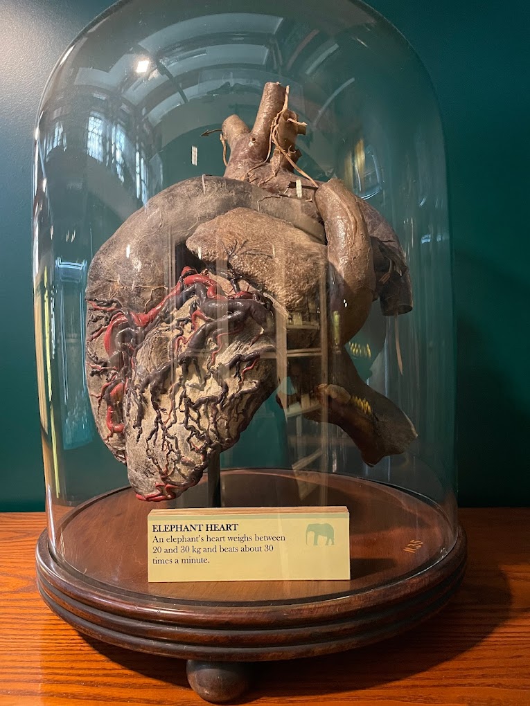 Grant Museum of Zoology and Comparative Anatomy Travel | Museums