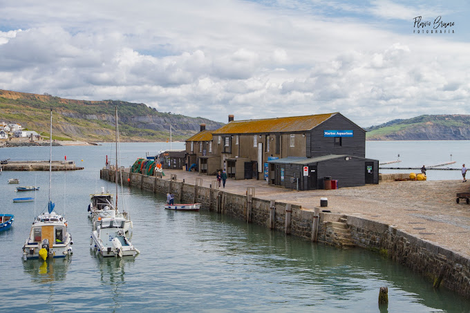 Lyme Regis Marine Aquarium Travel | Museums