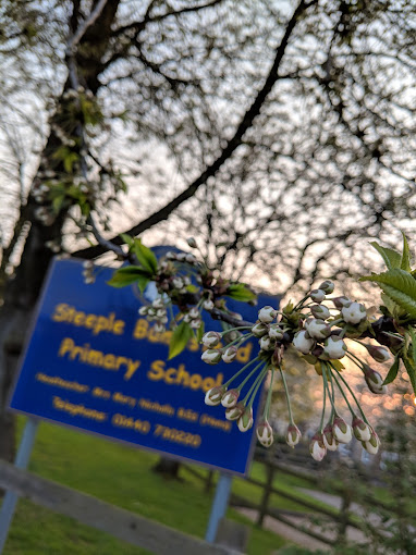 Steeple Bumpstead Primary School Education | Schools